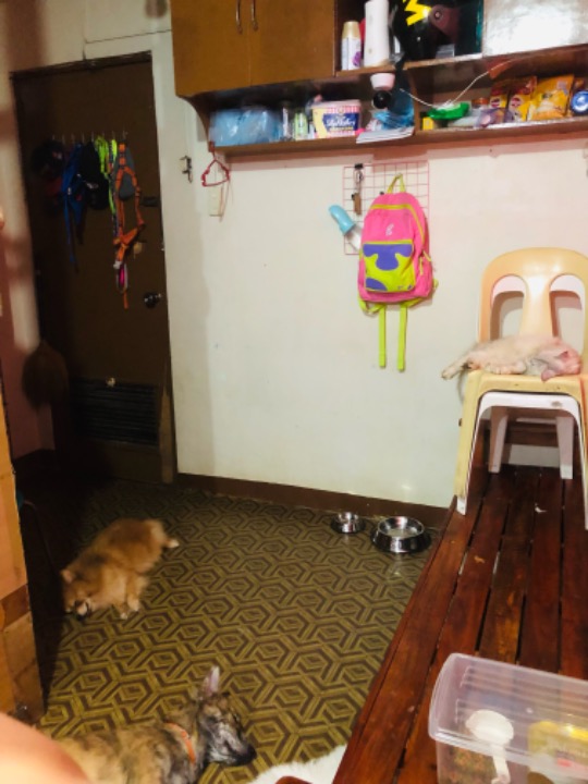 Top Pet Boarding in Quezon City with Best Prices on PetBacker