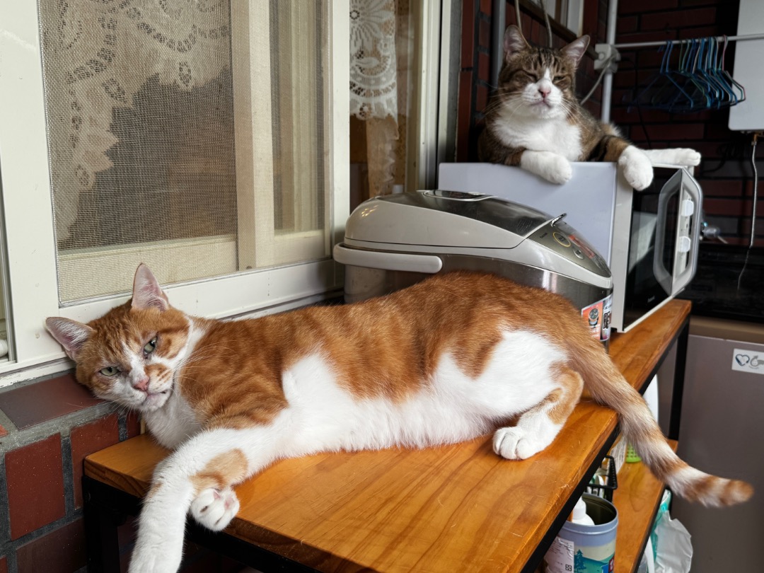 我在 PetBacker 完成了一次 到府寵物保姆 預訂！ 小朋友們都很乖！謝謝您的信任❤️
很高興有機會協助照顧小朋友們唷！