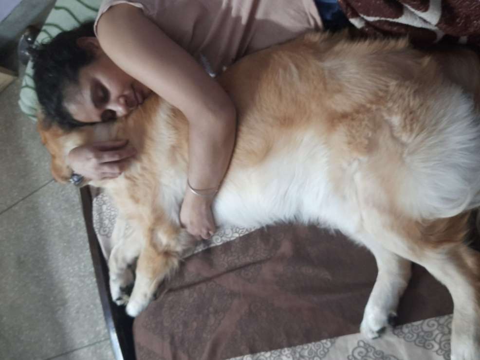 Top Dog Boarding in New Delhi with Best Prices on PetBacker