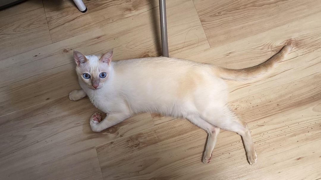 我在 PetBacker 完成了一次 到府寵物保姆 預訂！ 愛撒嬌愛玩毛毛的奶糖，感謝信任