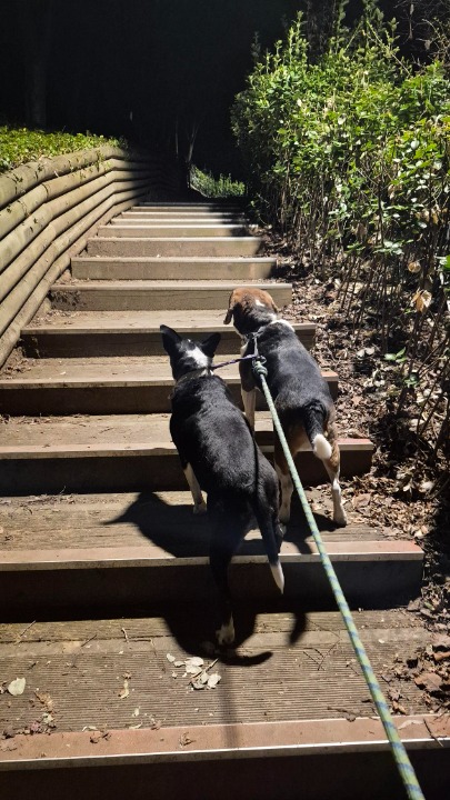 ¡He completado una reserva de Cuidador de mascotas en tu casa en PetBacker! All went smoothly woth Darcy and Musa. Such a sweet dogs. Grateful for the trust of Celeste 😁