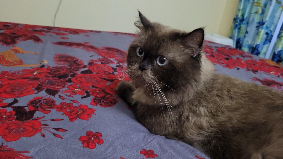 Pet Hotel Home Pet Boarding in Whitefield, Hope far, Bengaluru