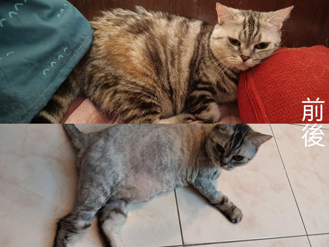 我在 PetBacker 完成了一次 寵物照顧 預訂！ 豌豆粉的毛結塊，所以只能剃毛，難得遇到不怕吹風機的貓貓，不用dyson也沒差哈哈哈
跟豌豆粉一起的奶蓋也很親人，不親貓的日本人也捨不得